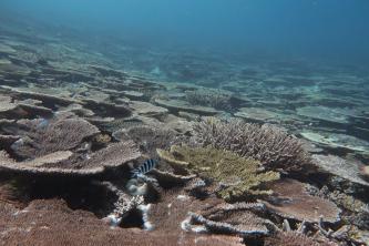 In the absence of severe storms and starfish outbreaks, other reefs in the Southern region such as Broomfield Reef, had very high coral cover in October 2017.