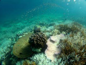 View of Russell Island Reef in March 2017. Some midshelf reefs between Townsville and Cairns, which had suffered only minor bleaching a year previously, bleached severely in early 2017. Some inshore and midshelf reefs in the Northern region were also affected.