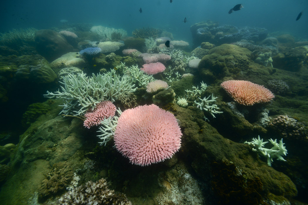 Good variety of genes buys time for coral reefs | AIMS