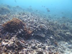 A localised outbreak on the back of Lady Musgrave Island Reef in recent years has been responsible for a dramatic loss in coral cover leaving behind mounds of old dead corals.