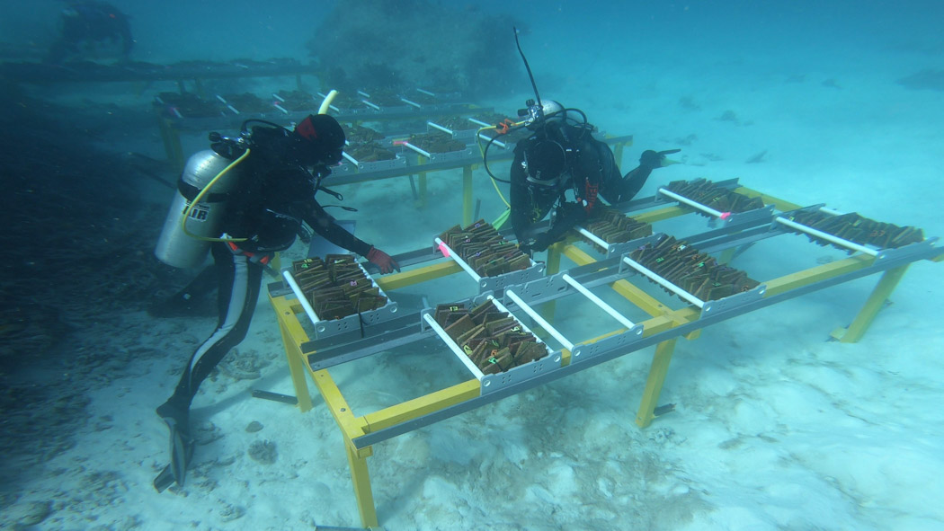 How scientists are restoring coral at the Great Barrier Reef