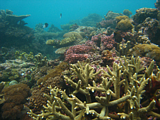 Scott Reef