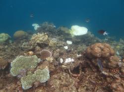 These coral structures at Mackay Reef are old victims of COTS feeding. The coral skeletons covered in algae are weak and will inevitably crumble and become loose rubble.