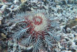 Figure 1: A crown-of-thorns starfish at the scuba survey sites of Reef 21-062.