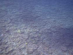In contrast to the back reef, the front and flanks of Lady Musgrave Island Reef show marked recovery in coral cover that was decimated through storm damage some years ago (in particular Severe Cyclone Hamish in 2009).