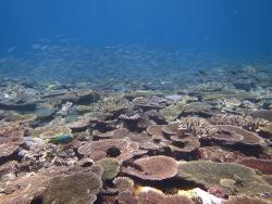 This photograph was taken of the front of North Reef and shows a school of Marr’s Fusiliers schooling over a reef slope covered in coral.