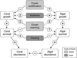 Models are used to understand how changes in the seawater chemistry will translate into changes in future coral reefs, and the effectiveness of different management options. Graphic: Anthony et al (2011)