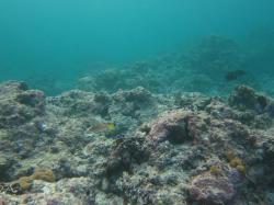 This photo from Rebe Reef shows a typical scene for exposed reef slopes on outer reefs in this sector. Coral cover is almost non-existent and the reef framework is covered in coralline algae. Rebe reef is still in the early stages of recovery from Cyclone Hamish that passed within 30km in March 2009.