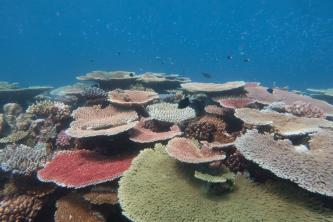 Not all reefs in the central GBR are in poor condition. Coral at Helix Reef in May 2018.