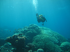 Further south Davies Reef, while supporting large numbers of crown-of-thorns starfish between 2002 and 2005, did not suffer to the same extent as John Brewer Reef hence reef-wide live coral cover is higher. Here a large massive Porites sp. hard coral makes a spectacular backdrop for reef surveys.