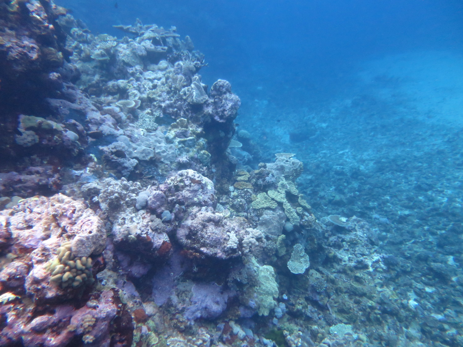 Image 3. View looking along the slope at Dip Reef with plenty of pink coralline algae as well as sand and rubble at the reef base.