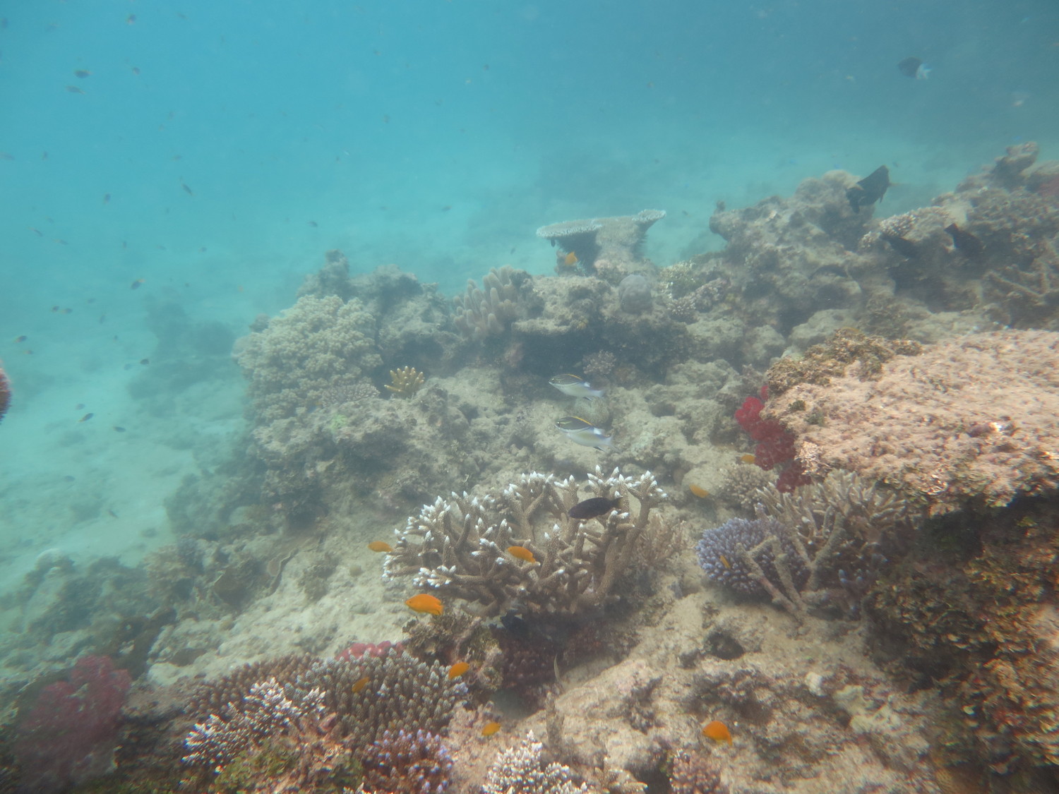 Image 2. A view down the slope at Feather Reef, where dead and live branching corals are interspersed over the reef framework.