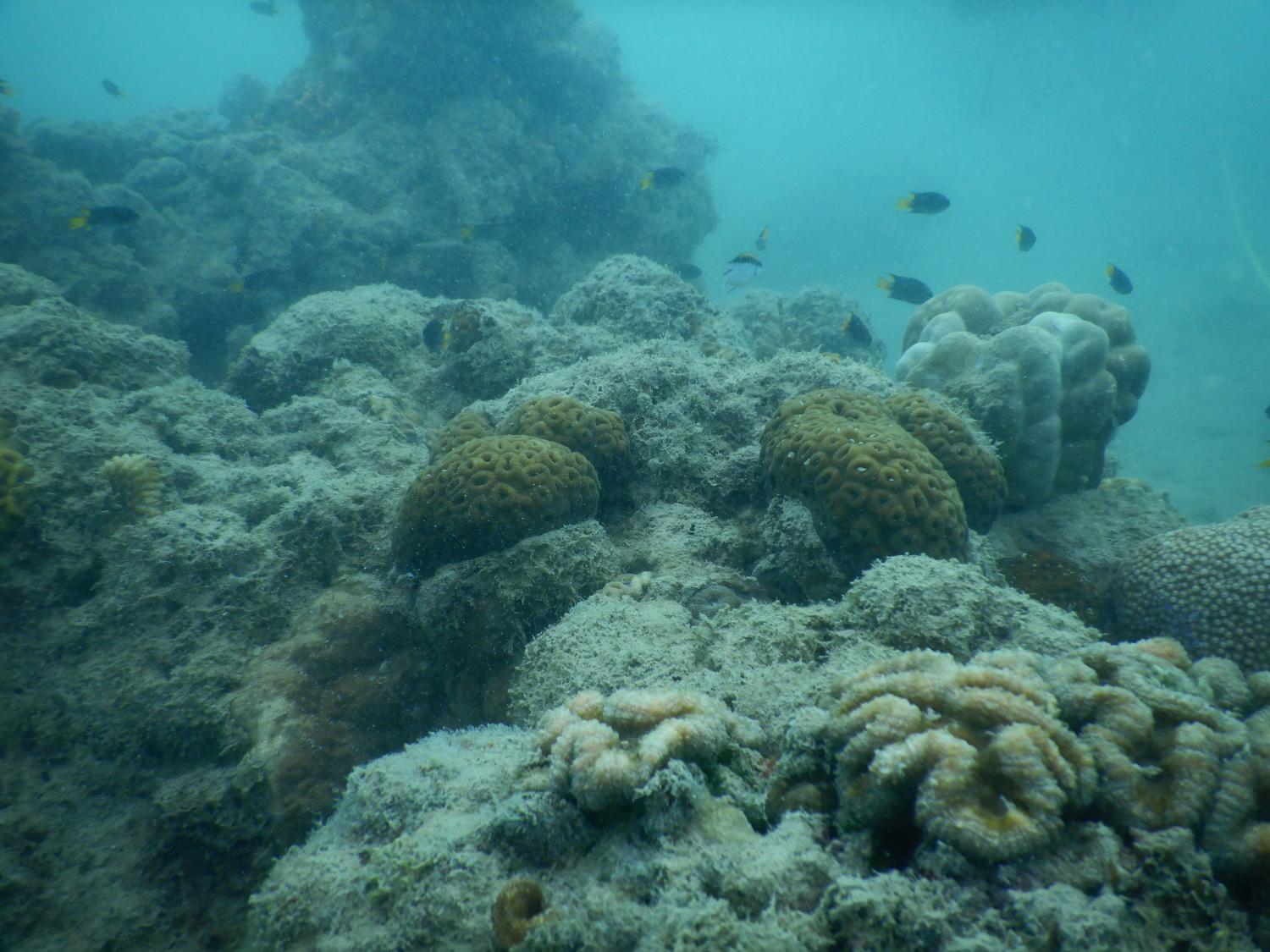 Image 2: Minimal coral cover at Langford and Bird Islands, this is potentially due to storm damage from Cyclone Debbie.