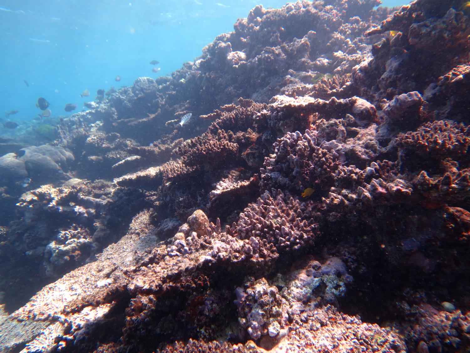 Image 2. The result of an extreme COTS outbreak at Turner Cay Reef: nearly all live corals have been eaten and the skeletons have taken on a drab brown appearance.