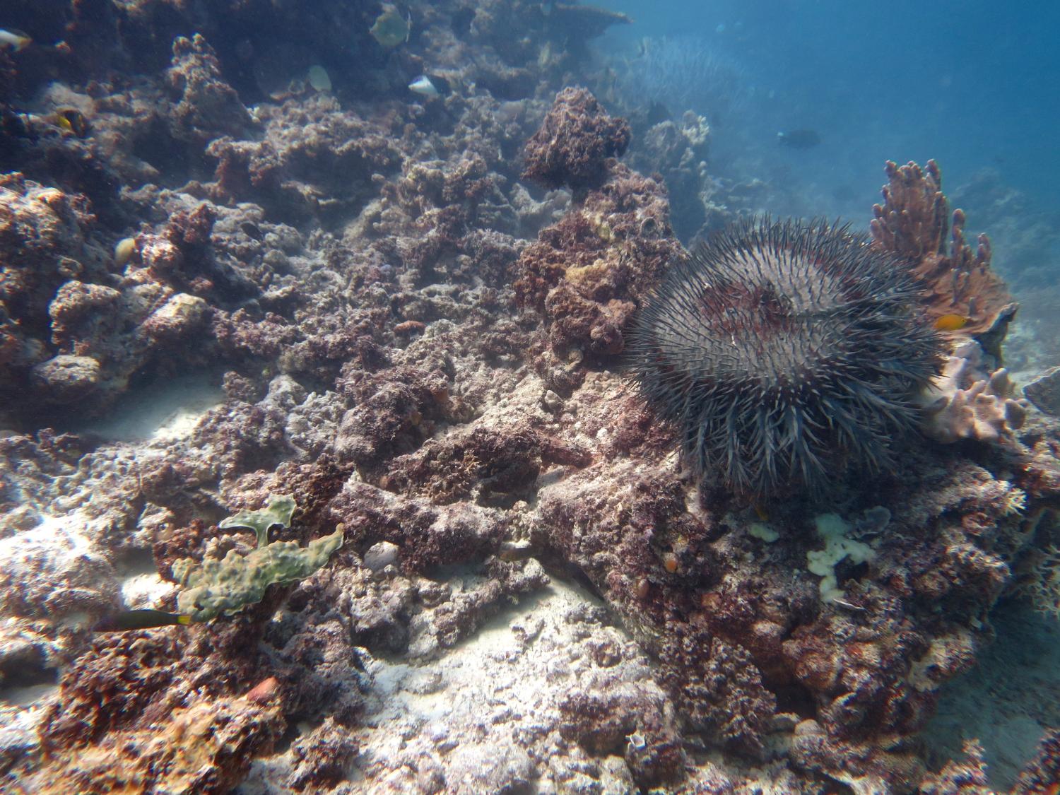 Image 1. So few live corals remained at Horseshoe Reef that many COTS were roaming in search of prey; in fact many COTS were recorded on sand in the back reef lagoon.