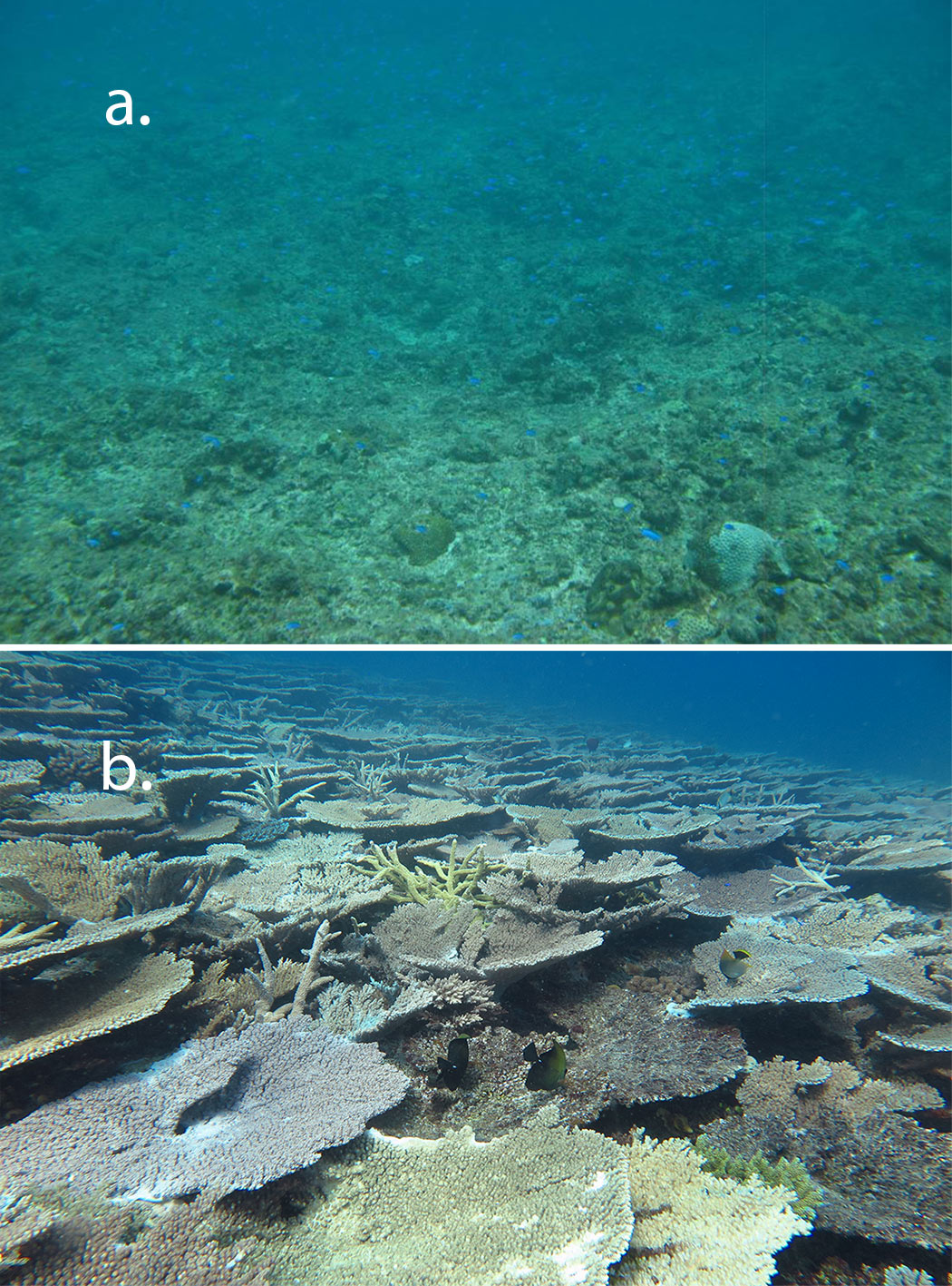 comparing reef damage from storm at One Tree Island