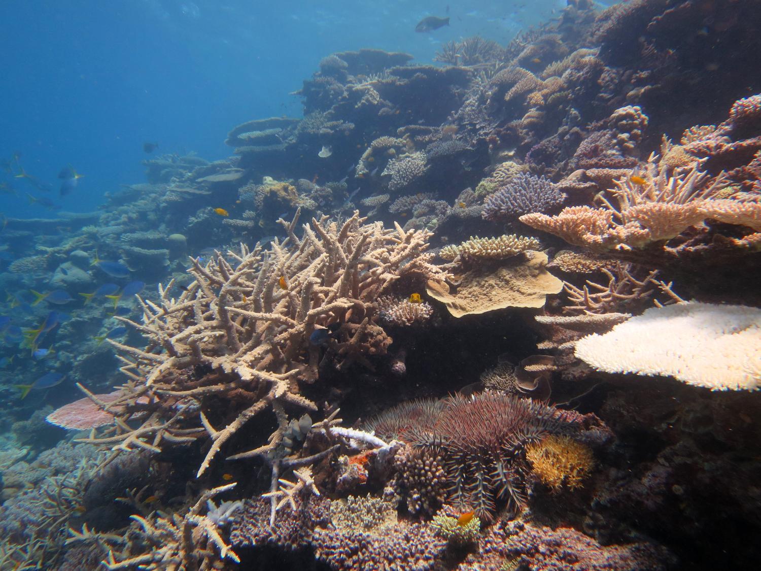 Image 4. Diverse coral communities were recorded at Gannet Cay but so was an Active Outbreak of COTS. The fate of this reef is hanging in the balance given the devastation COTS have recently wrought on nearby reefs. Here a COTS sits beneath a bright white plate coral skeleton, the result of its recent gorging, with a smorgasbord of preferred coral prey just beyond.