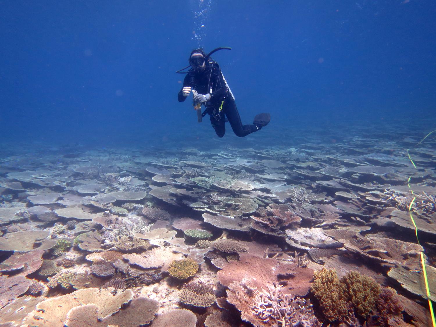 Image 3. A team member descends at Wreck Island Reef. A 50 metre survey tape can be seen snaking over the abundant corals on the right-hand side of the image.
