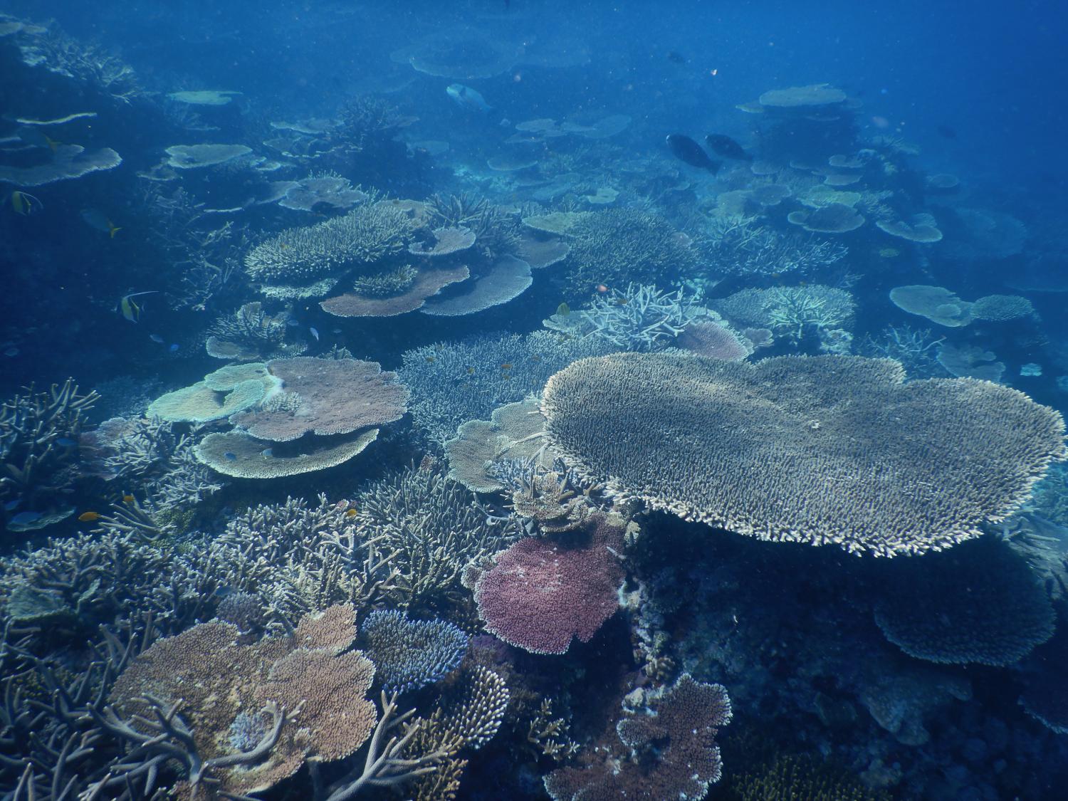 Image 3: The reef slope at Rebe reef in the outer Whitsundays showing high, diverse coral cover with little evidence of cyclonic damage.