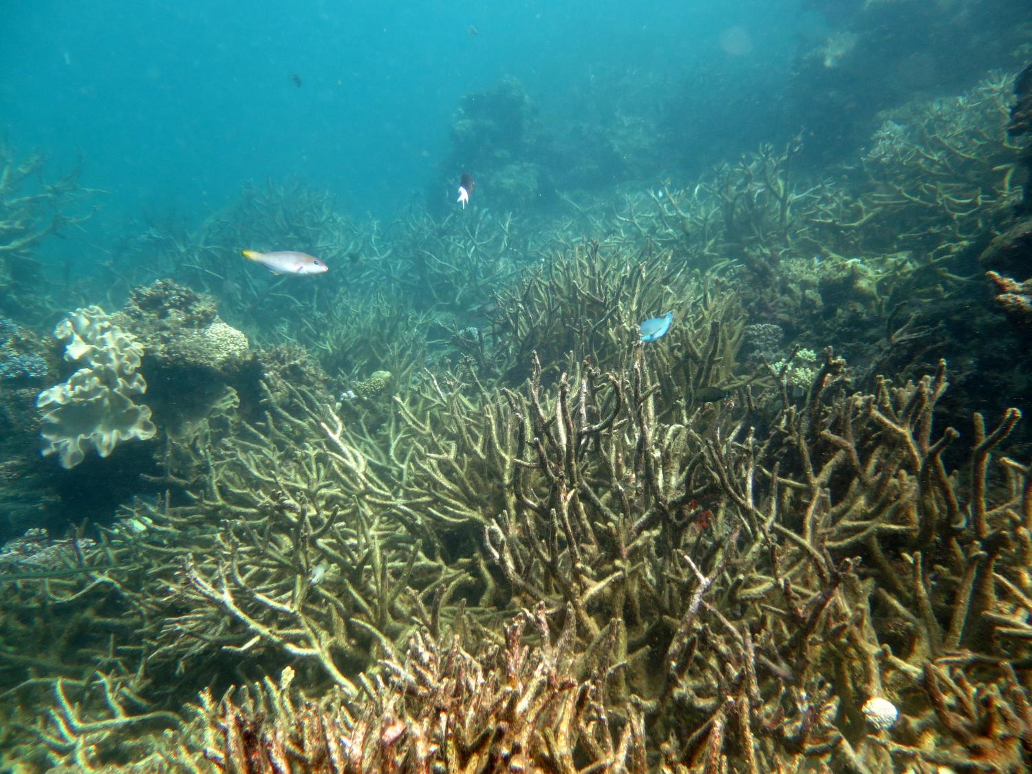 Image 1. A sprawling stand of dead branching Acropora spp. on the reef slope. The branches are covered in a layer of turf algae. These corals most likely died as a result of bleaching in recent summers (2016 and 2017).