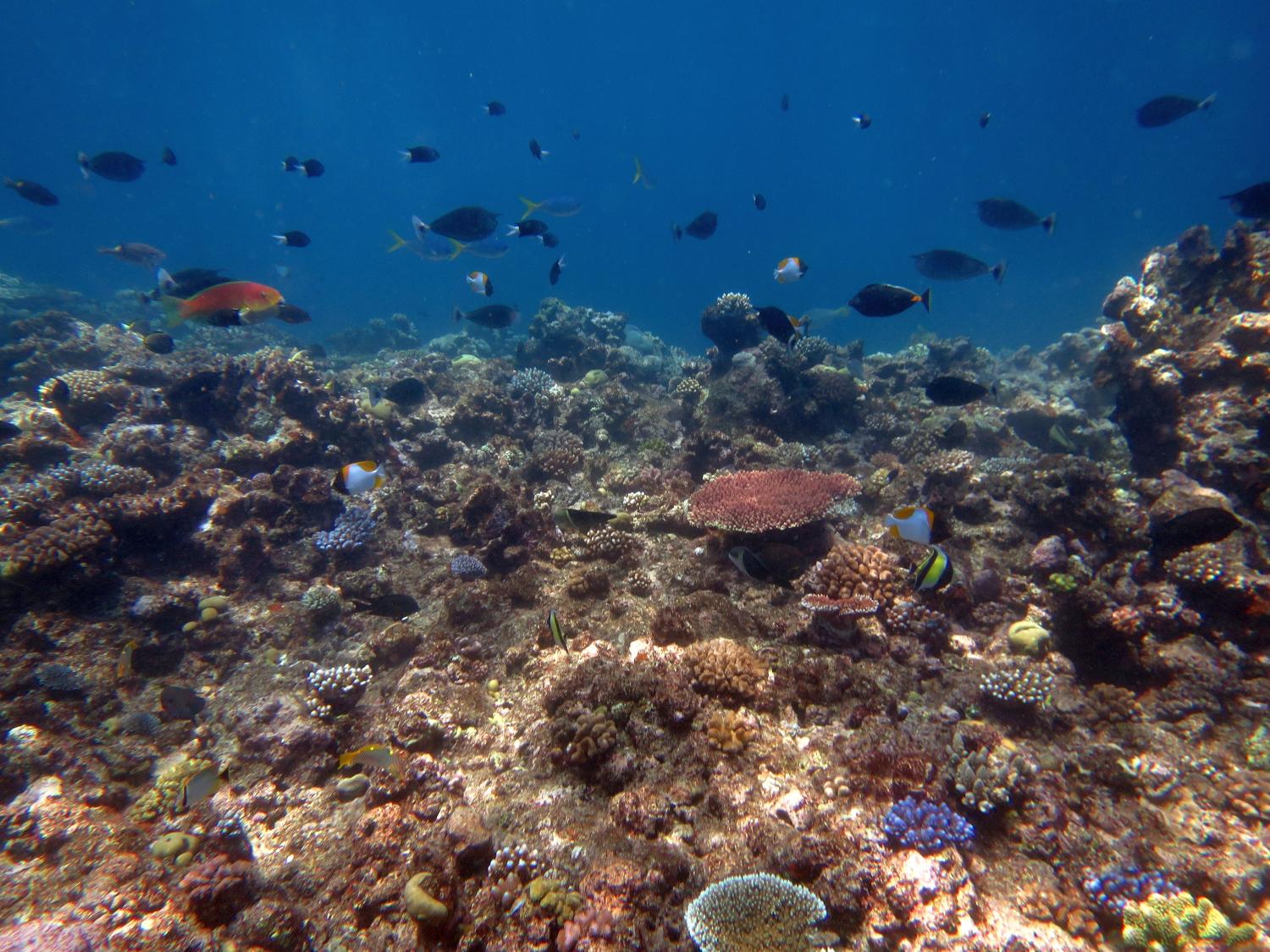 Image 2. Many young coral colonies, particularly digitate and tabulate growth forms of Acropora spp., scatter the turf-covered substrate of the reef slope at Andersen Reef. Among them are numerous dead coral colonies covered in a dark layer of turf. These corals probably died from bleaching in 2016 or 2017.