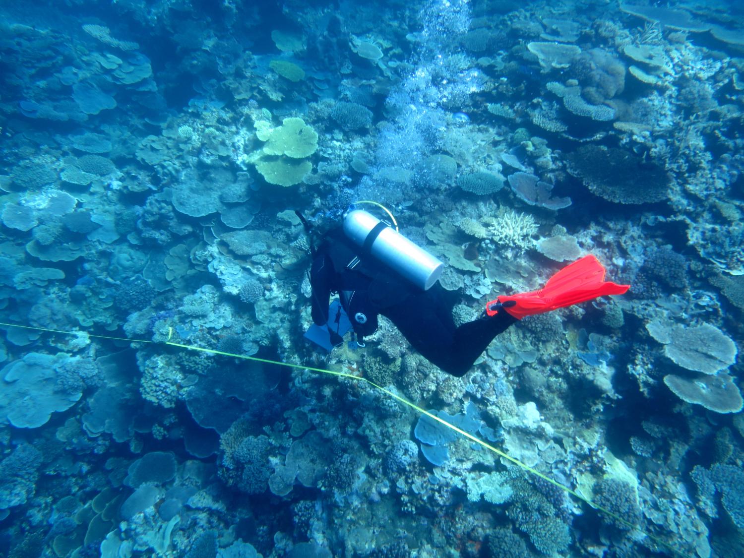 Image 3. A team member surveys the benthic community along transect lines at Snake Reef where coral cover was still very high in places