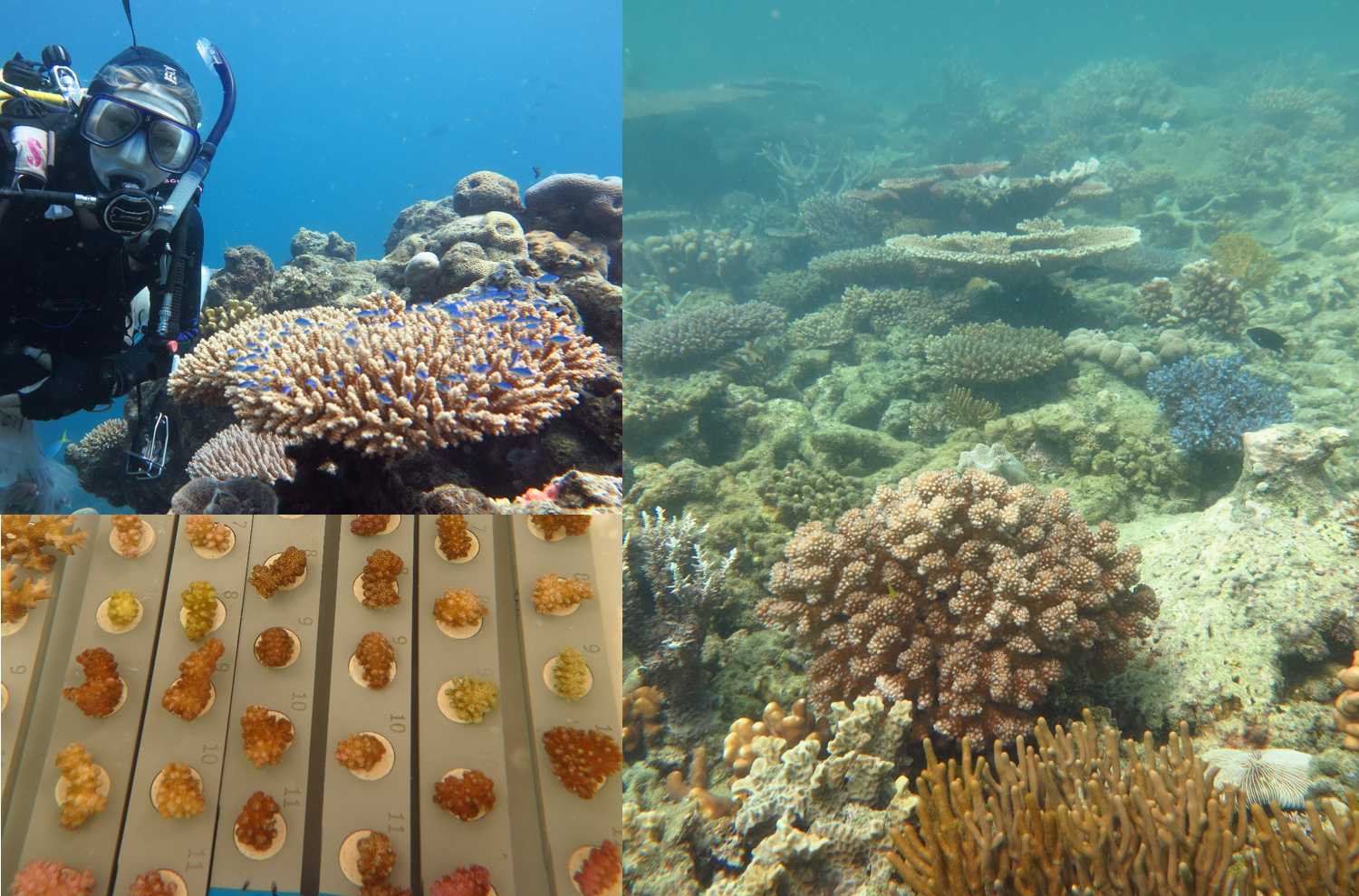 Image 3. Temperature stress experiments were conducted concurrently with monitoring surveys