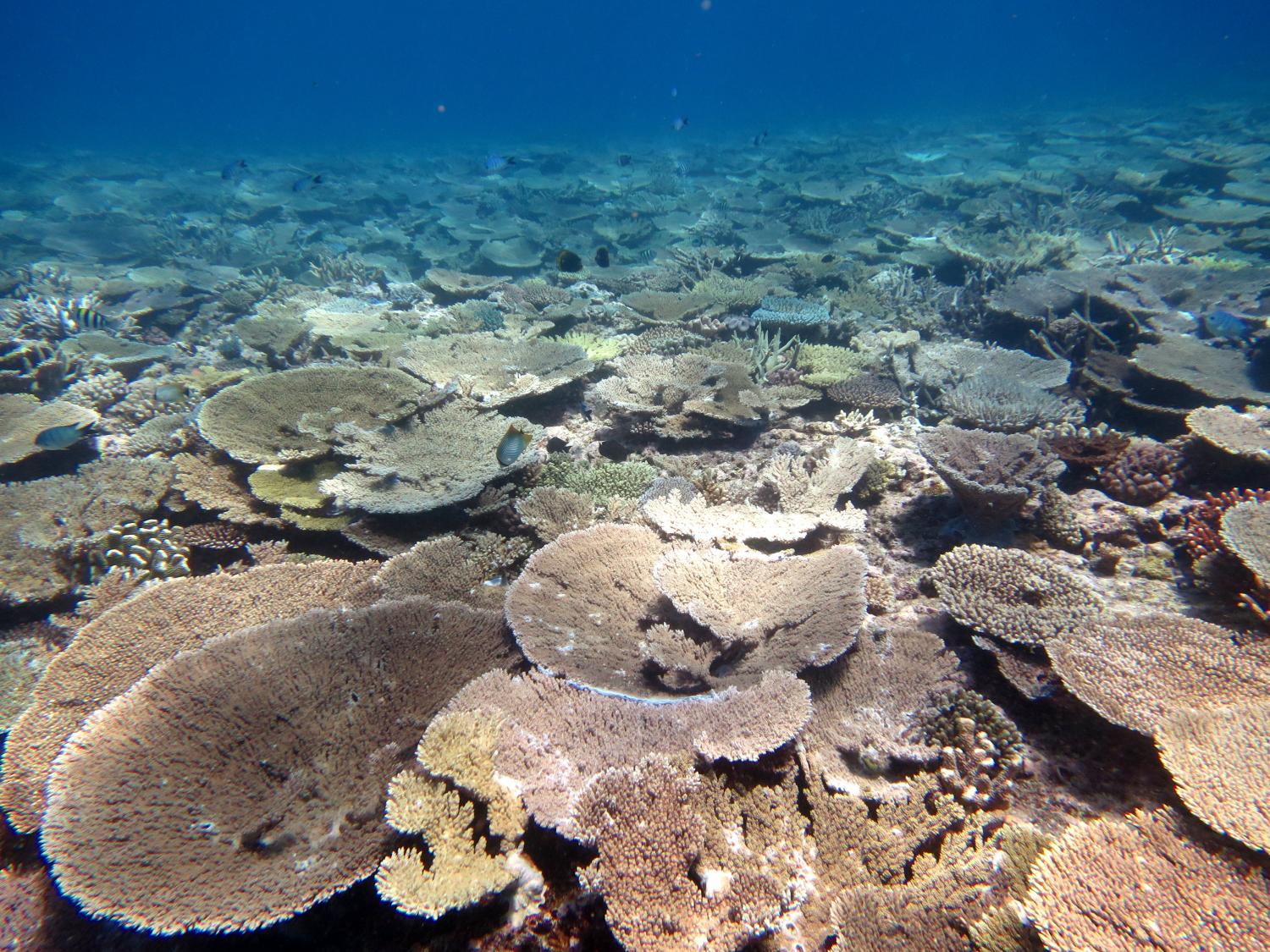 Image 1. A typical reef scene at Lady Musgrave Is. Reef showing high cover of corals, mostly plating and branching lifeforms from the genus Acropora