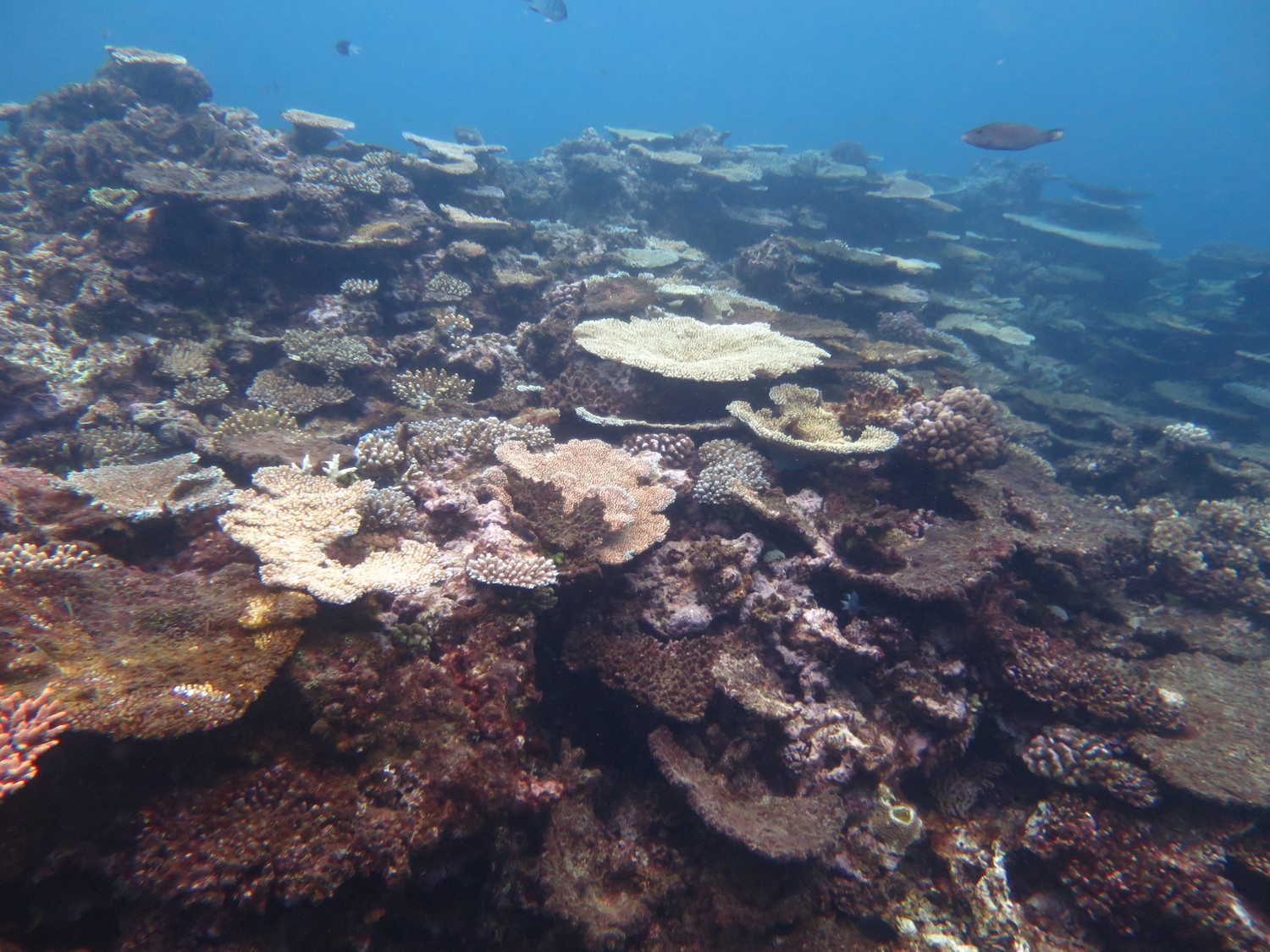 Image 2. Some live coral colonies interspersed among the casualties from an Active outbreak of crown-of-thorns starfish at John Brewer Reef.