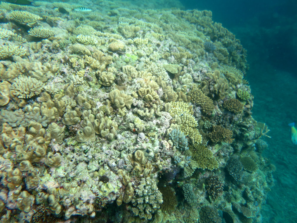 Image 1. Submassive and digitate corals on the reef crest of Creal Reef. Submassive Isopora spp. hard corals are particularly susceptible to bleaching, so seeing them in abundance is a good sign.