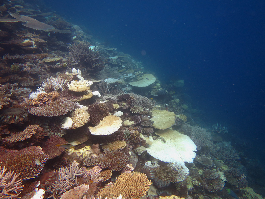 COTS scars at Chinaman Reef Swains 16_17