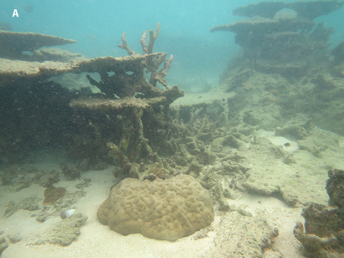 Fig-3A-Reef-11049
