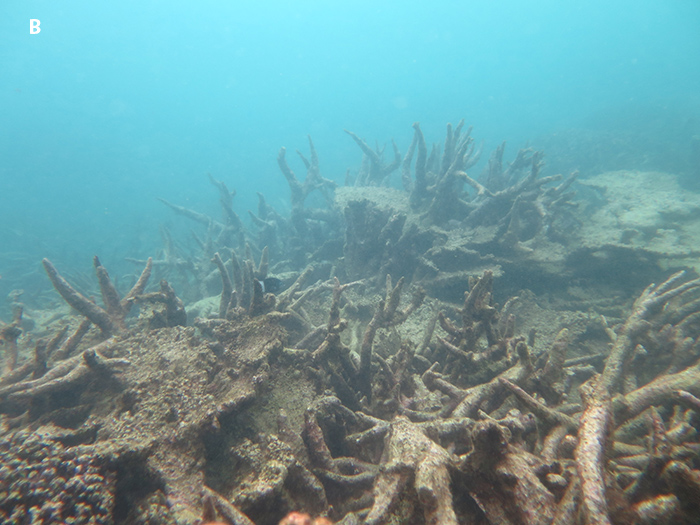 Fig-3B-Reef-11049