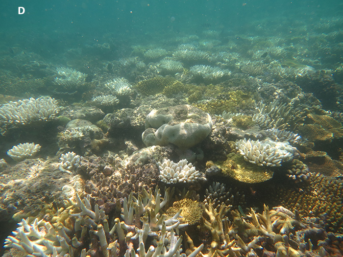 Fig-3D-Rodda-Reef