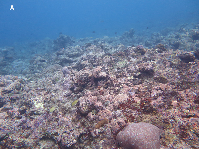 Fig-5A-Reef-19131