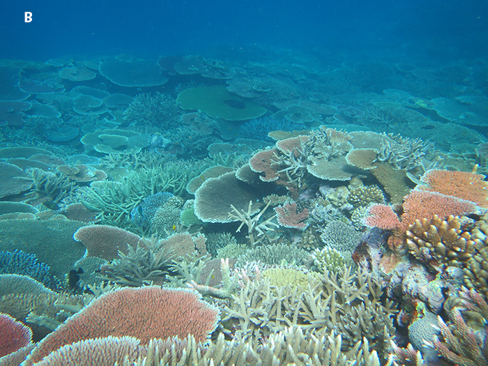 Fig-5B-Rebe-Reef