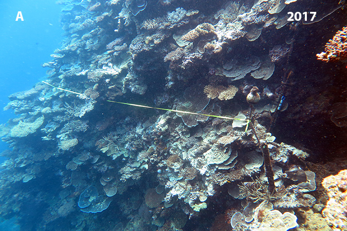 Fig-7A-Horseshoe