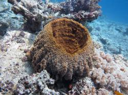 Fig.-1-GBR-Sponge.jpg