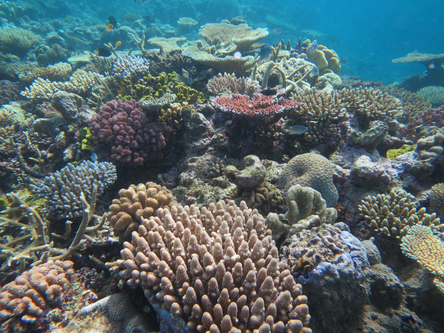 <strong>Image 1:</strong> Coral cover was very high on parts of the front reef and included a variety of different colours and life forms.