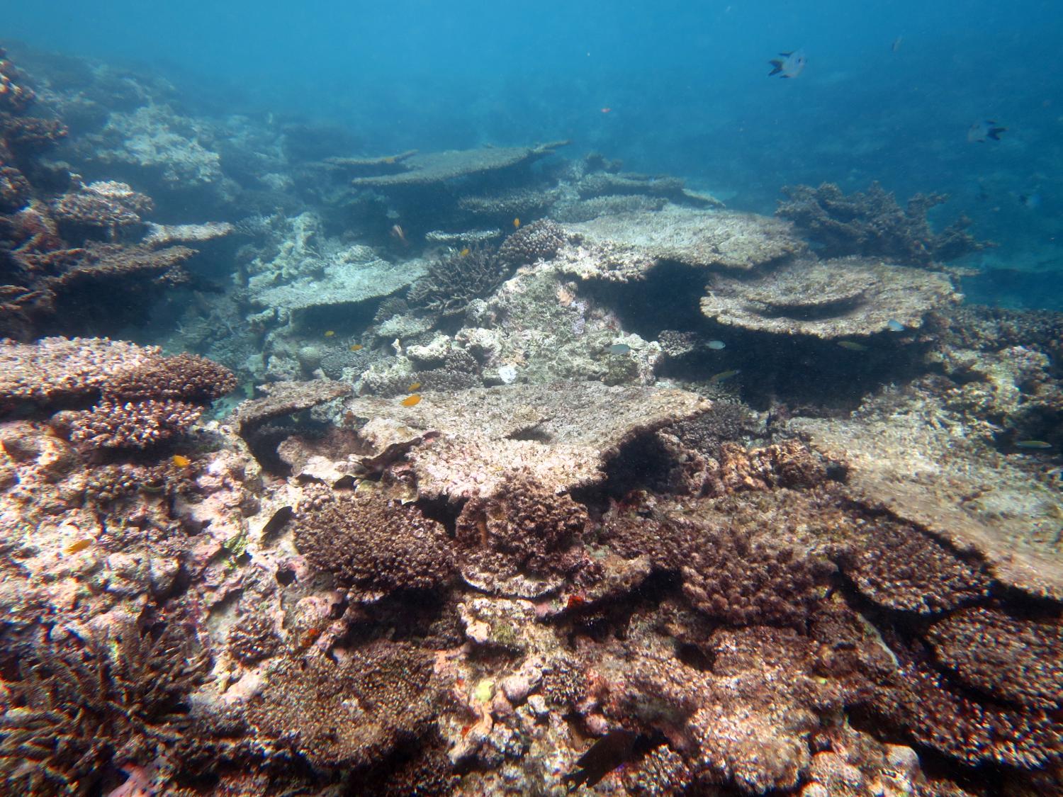 image1.jpg
