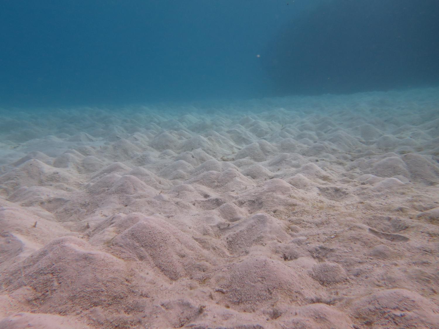 <strong>Image 2:</strong> Large areas of sand on the back reef were characterized by callianassid shrimp mounds. These crustaceans burrow into the bottom and play an important role turning over sediments.