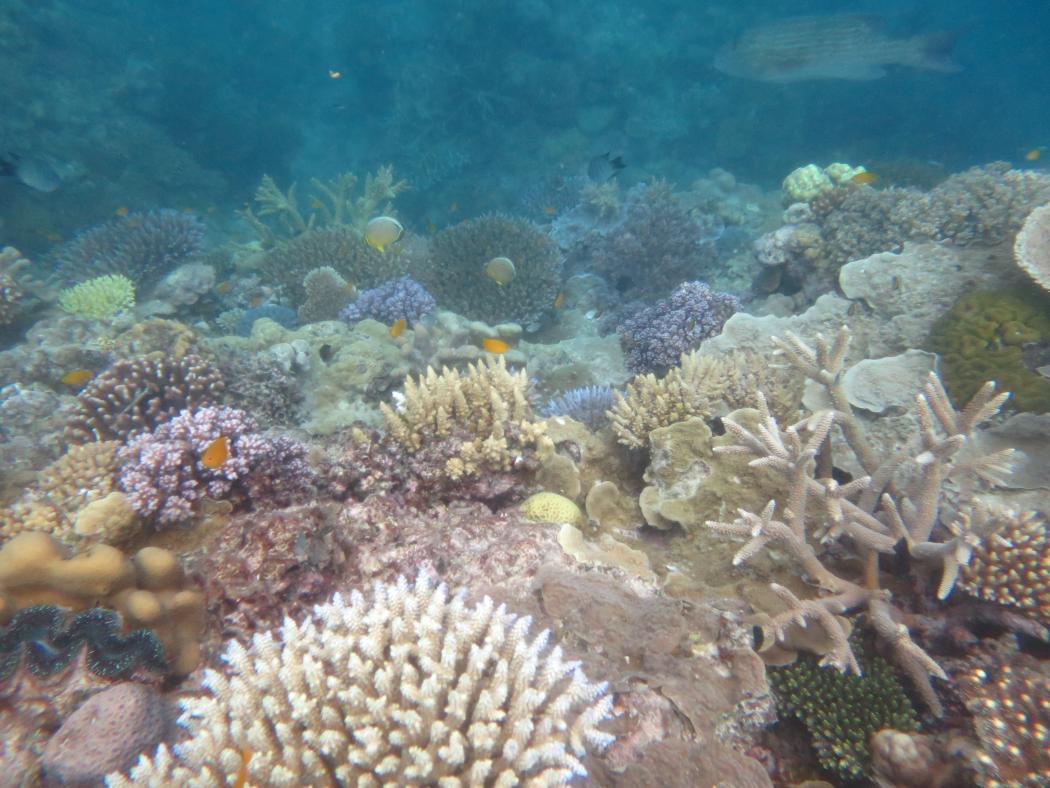 <strong>Image 2:</strong> While many of the reefs in the Pompeys were heavily degraded, there were still some pockets of healthy coral assemblages.