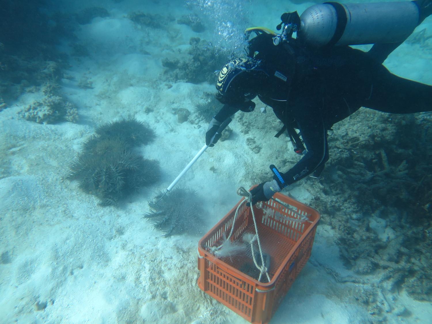 <strong>Image 2:</strong> AIMS diver collecting COTS for genetic studies to determine interconnectivity of populations on the north and south of the GBR.