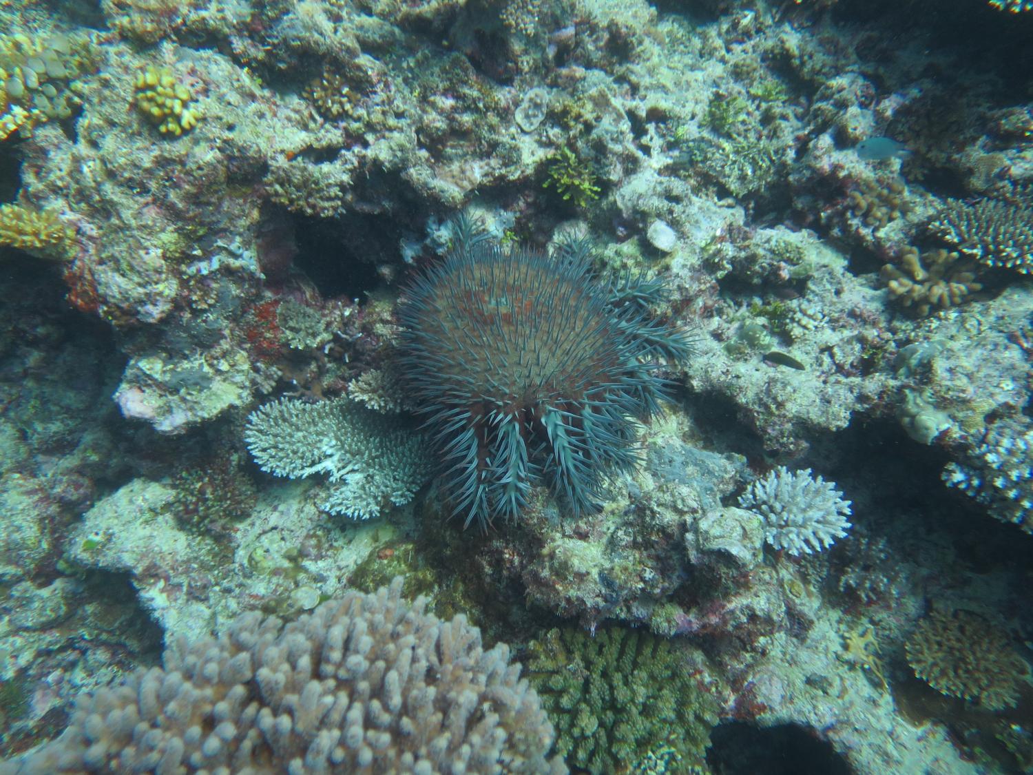 <strong>Image 3:</strong> The presence of COTS on Bowden Reef was unsurprising given that there have been outbreaks on several reefs just to the north in recent years.