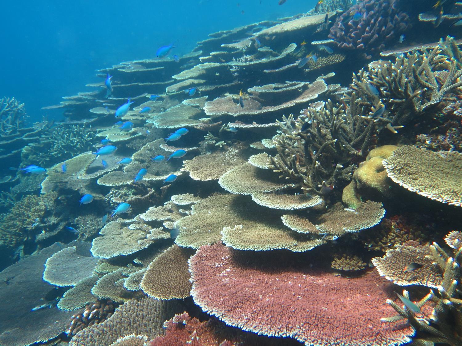 <strong>Image 3:</strong> Despite the overall decline of coral cover on reefs in this sector some reefs still harboured vibrant coral communities as can be seen in this photo taken on Little Kelso Reef.