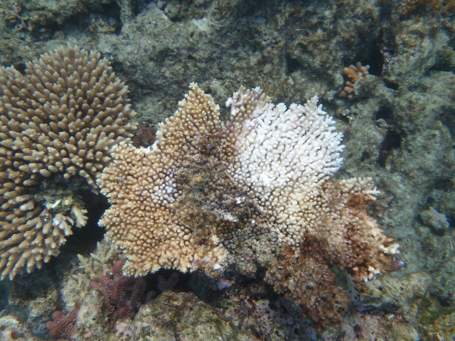 <strong>Image 4:</strong> This tabulate <em>Acropora</em> colony shows classic symptoms of white syndrome disease. This disease was unusually abundant on a number of reefs in this sector.