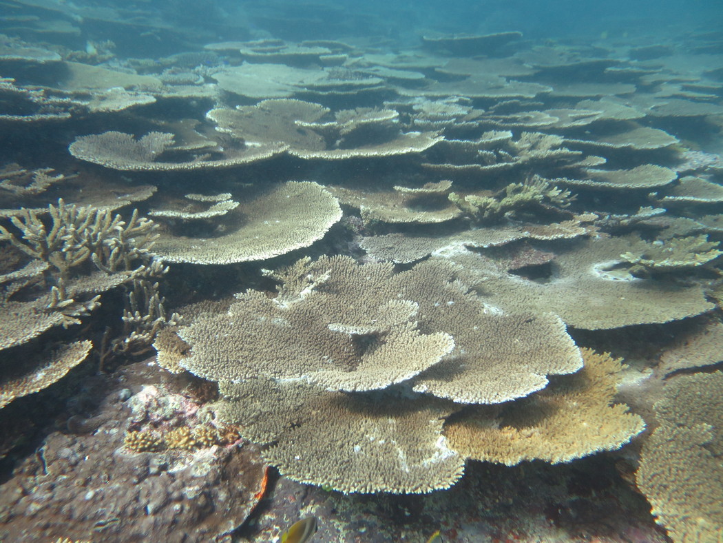 Image 1.jpg
