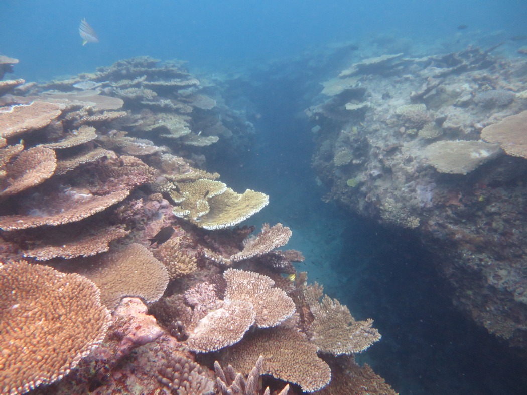 Exposed parts of reefs in this sector are subject to strong wave action from oceanic swell creating distinctive “spur and groove” formations in the reef slope.