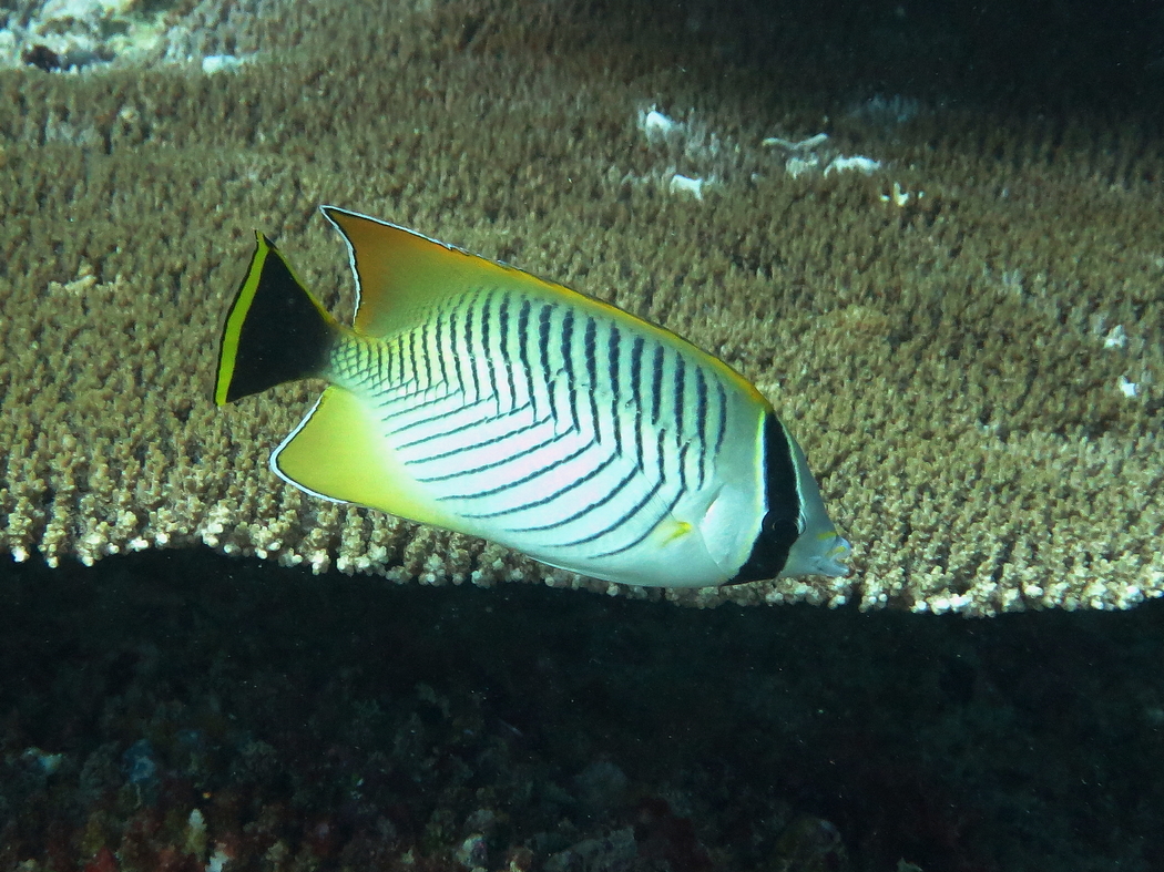 Chevron Butterflyfish (Chaetodon trifascialis) are coral specialists that feed on polyps and mucus; they thrive in areas of high coral cover.