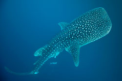 Whale shark
